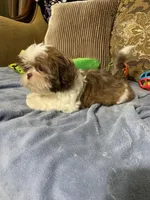 Pogo, a male Shih Tzu for sale in Sevierville, TN – Photo 2 of 10