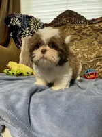 Pogo, a male Shih Tzu for sale in Sevierville, TN – Photo 7 of 10