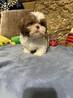 Pogo, a male Shih Tzu for sale in Sevierville, TN – Photo 5 of 10