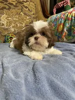 Pogo, a male Shih Tzu for sale in Sevierville, TN – Photo 8 of 10