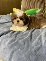 Pogo, a male Shih Tzu for sale in Sevierville, TN – Photo 3 of 10