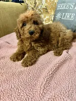 Kenzie, a female Goldendoodle for sale in Sevierville, TN – Photo 7 of 7