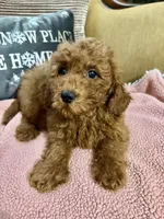 Kenzie, a female Goldendoodle for sale in Sevierville, TN – Photo 4 of 7