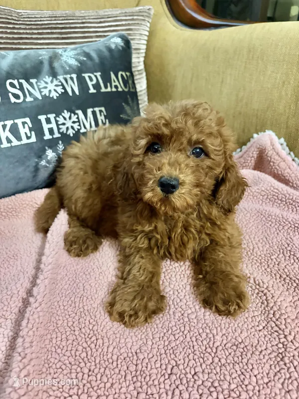 Kenzie, a female Goldendoodle for sale in Sevierville, TN – Photo 1 of 7
