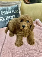 Kenzie, a female Goldendoodle for sale in Sevierville, TN – Photo 1 of 7