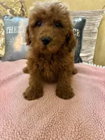 Kenzie, a female Goldendoodle for sale in Sevierville, TN – Photo 3 of 7