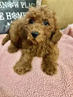 Kenzie, a female Goldendoodle for sale in Sevierville, TN – Photo 2 of 7