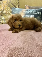 Kenzie, a female Goldendoodle for sale in Sevierville, TN – Photo 6 of 7