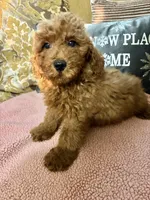 Kenzie, a female Goldendoodle for sale in Sevierville, TN – Photo 5 of 7