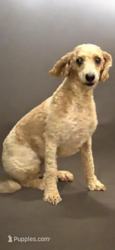 Charlie – Goldendoodle puppy for sale in Sevierville, TN