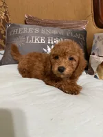 Trixy, a female Goldendoodle for sale in Sevierville, TN – 3 of 8