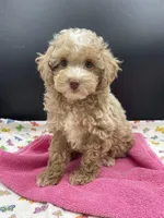 Cindy, a female Poodle - Toy  for sale in Sevierville, TN – Photo 3 of 5