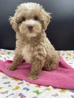 Cindy, a female Poodle - Toy  for sale in Sevierville, TN – Photo 1 of 5