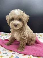 Cindy, a female Poodle - Toy  for sale in Sevierville, TN – Photo 4 of 5