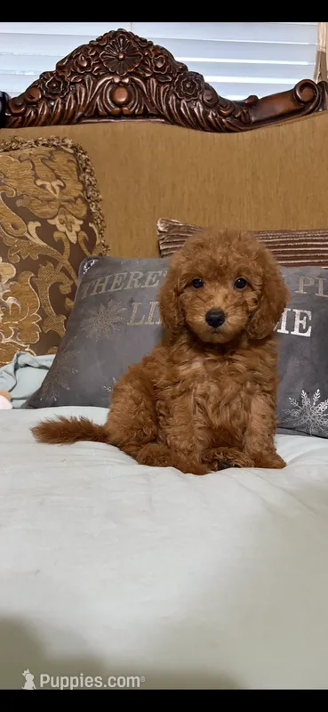 Trixy – Goldendoodle puppy for sale in Sevierville, TN