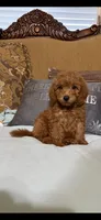 Trixy, a female Goldendoodle for sale in Sevierville, TN – 1 of 8