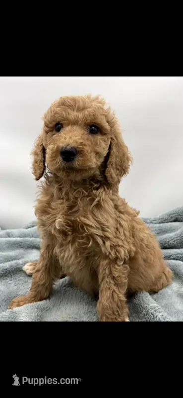 Simba – Poodle - Standard  puppy for sale in Sevierville, TN