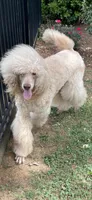 Simba, a male Poodle - Standard  for sale in Sevierville, TN – Photo 3 of 3
