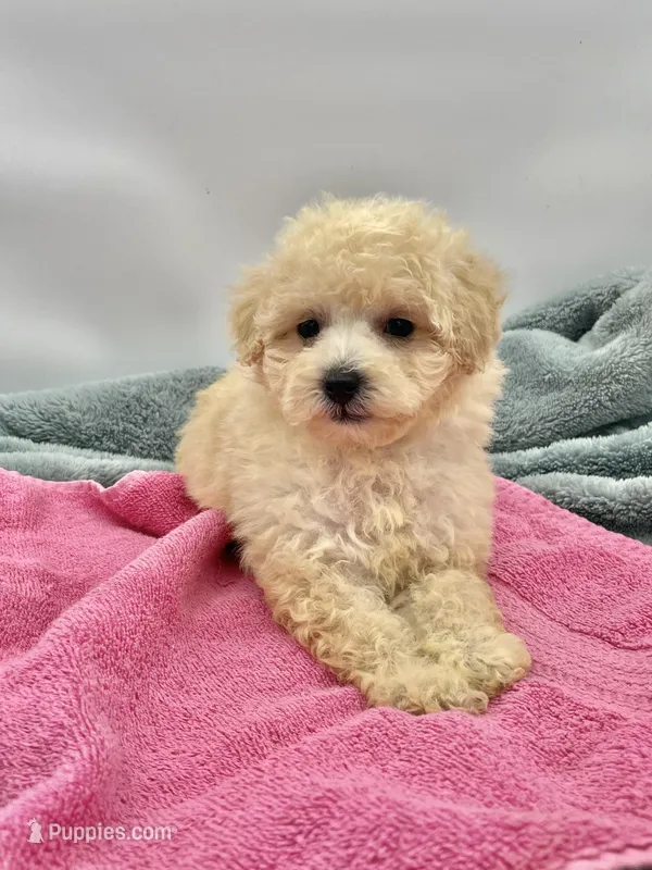 Candy, a female Poodle - Toy  for sale in Sevierville, TN – Photo 1 of 10