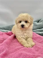 Candy, a female Poodle - Toy  for sale in Sevierville, TN – Photo 1 of 10