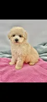 Candy, a female Poodle - Toy  for sale in Sevierville, TN – Photo 2 of 10