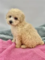 Candy, a female Poodle - Toy  for sale in Sevierville, TN – Photo 5 of 10