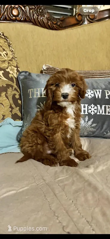 Cody – Cavapoo puppy for sale in Sevierville, TN