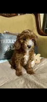 Cody, a male Cavapoo for sale in Sevierville, TN – Photo 5 of 6
