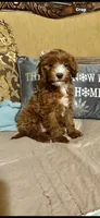 Cody, a male Cavapoo for sale in Sevierville, TN – Photo 2 of 6