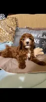 Cody, a male Cavapoo for sale in Sevierville, TN – Photo 4 of 6
