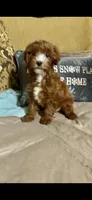 Cody, a male Cavapoo for sale in Sevierville, TN – Photo 3 of 6
