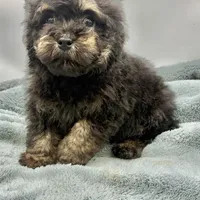 Remi, a male Poodle - Toy  for sale in Sevierville, TN – Photo 6 of 8