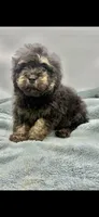 Remi, a male Poodle - Toy  for sale in Sevierville, TN – Photo 6 of 8