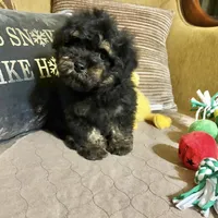 Remi, a male Poodle - Toy  for sale in Sevierville, TN – Photo 1 of 8