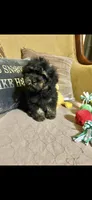 Remi, a male Poodle - Toy  for sale in Sevierville, TN – Photo 1 of 8