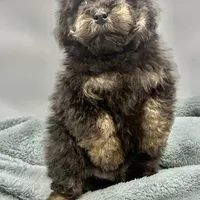 Remi, a male Poodle - Toy  for sale in Sevierville, TN – Photo 8 of 8