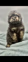 Remi, a male Poodle - Toy  for sale in Sevierville, TN – Photo 8 of 8