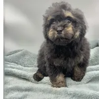 Remi, a male Poodle - Toy  for sale in Sevierville, TN – Photo 4 of 8