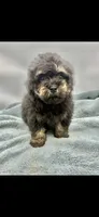 Remi, a male Poodle - Toy  for sale in Sevierville, TN – Photo 2 of 8
