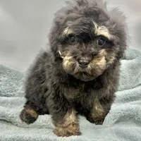 Remi, a male Poodle - Toy  for sale in Sevierville, TN – Photo 5 of 8