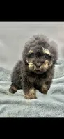 Remi, a male Poodle - Toy  for sale in Sevierville, TN – Photo 5 of 8