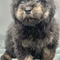 Remi, a male Poodle - Toy  for sale in Sevierville, TN – Photo 3 of 8