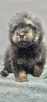 Remi, a male Poodle - Toy  for sale in Sevierville, TN – Photo 3 of 8