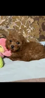 Milly, a female Goldendoodle for sale in Sevierville, TN – 5 of 9