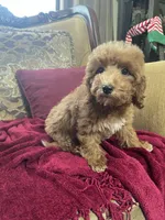 Kelly, a female Goldendoodle for sale in Sevierville, TN – Photo 2 of 6