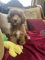 Kelly, a female Goldendoodle for sale in Sevierville, TN – Photo 6 of 6