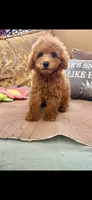 Rocky, a male Poodle - Toy  for sale in Sevierville, TN – 3 of 5