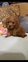Milly, a female Goldendoodle for sale in Sevierville, TN – 8 of 9