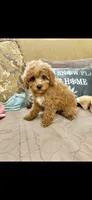 Macey, a female Poodle - Toy  for sale in Sevierville, TN – 4 of 5