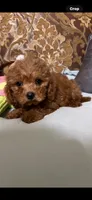 Milly, a female Goldendoodle for sale in Sevierville, TN – 2 of 9